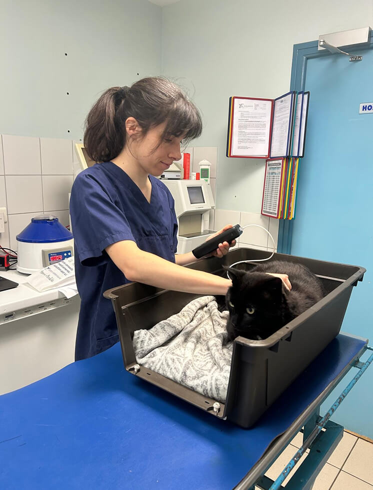 Consultation chat à la clinique vétérinaire Sainte Croix
