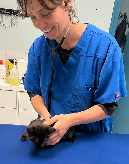V&eacute;t&eacute;rinaire qui consulte un chaton