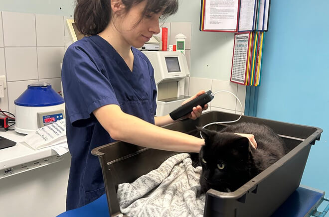 Médecine générale vétérinaire, services vétérinaires Douarnenez