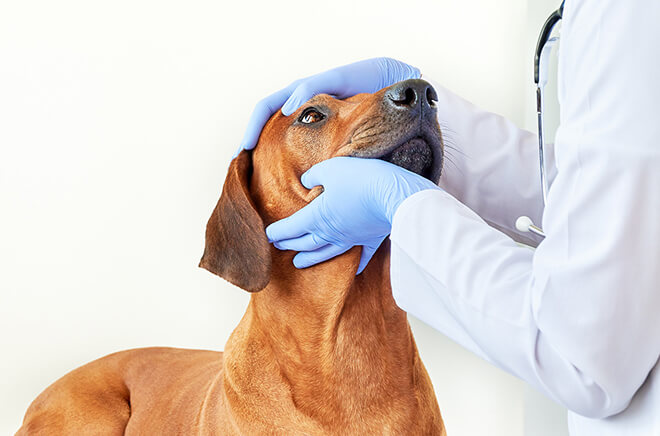 Ophtalmologie vétérinaire