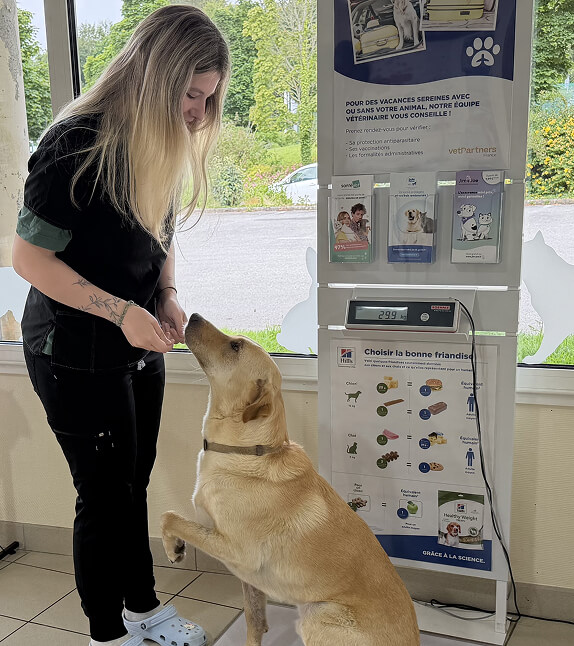 Consultation vétérinaire chien