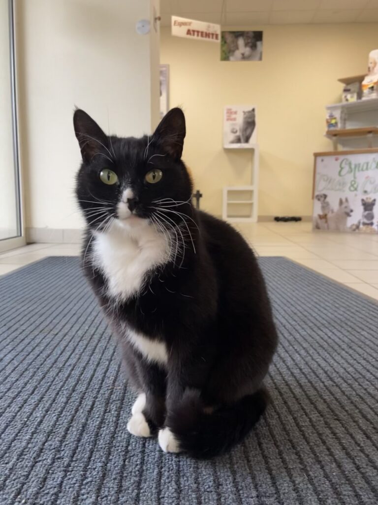 Oups, mascotte de la clinique Sainte Croix